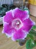 Tigrina Ciclam