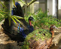 Pereche Afropavo congensis ,,net,,