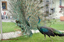 Pavo muticus, pereche ,,net,,