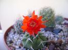 Matucana madisoniorum