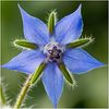 borago