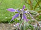 borago 2