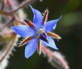 borago 3