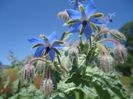 borago 4