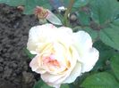 Gruss an Aachen