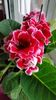 Gloxinia 29.09._1