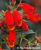 Gloxinia Sylvatica Bolivian Sunset