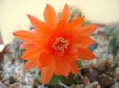 Matucana madisoniorum