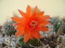Matucana madisoniorum