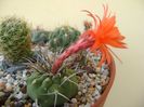 Matucana madisoniorum