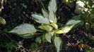 Hosta Orange Marmelade