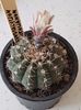 Gymnocalicium quehlianum