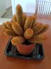Mammillaria elongata rubrispina