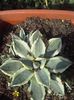 6)agave cream spike mama