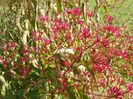 heptacodium miconioides