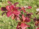 azalea Homebush