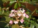 hydrangea pan. Early Sensation