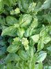 busuioc cu frunza mare (lettuce leaf)