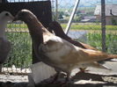SAM_0650