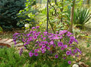 Aster Tonga