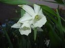 Narcissus Thalia (2017, April 13)