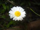 Bellis perennis (2017, April 15)