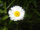 Bellis perennis (2017, April 15)