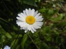 Bellis perennis (2017, April 16)