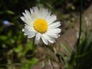 Bellis perennis (2017, April 22)