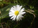 Bellis perennis (2017, April 23)