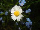 Bellis perennis (2017, April 28)