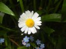 Bellis perennis (2017, April 28)