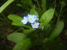 Myosotis alpestris (2017, April 04)