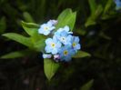 Myosotis alpestris (2017, April 05)