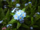 Myosotis alpestris (2017, April 08)