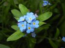 Myosotis alpestris (2017, April 08)