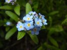 Myosotis alpestris (2017, April 08)