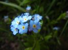 Myosotis alpestris (2017, April 08)