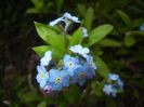 Myosotis alpestris (2017, April 08)