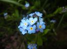 Myosotis alpestris (2017, April 08)