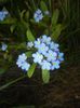 Myosotis alpestris (2017, April 10)