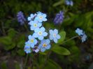Myosotis alpestris (2017, April 10)