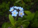 Myosotis alpestris (2017, April 10)