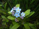 Myosotis alpestris (2017, April 13)