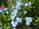 Myosotis alpestris (2017, April 13)