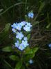 Myosotis alpestris (2017, April 13)
