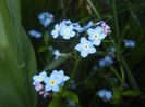 Myosotis alpestris (2017, April 13)