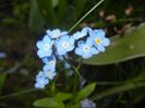 Myosotis alpestris (2017, April 13)