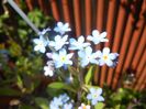 Myosotis alpestris (2017, April 14)