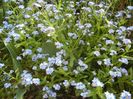 Myosotis alpestris (2017, April 15)